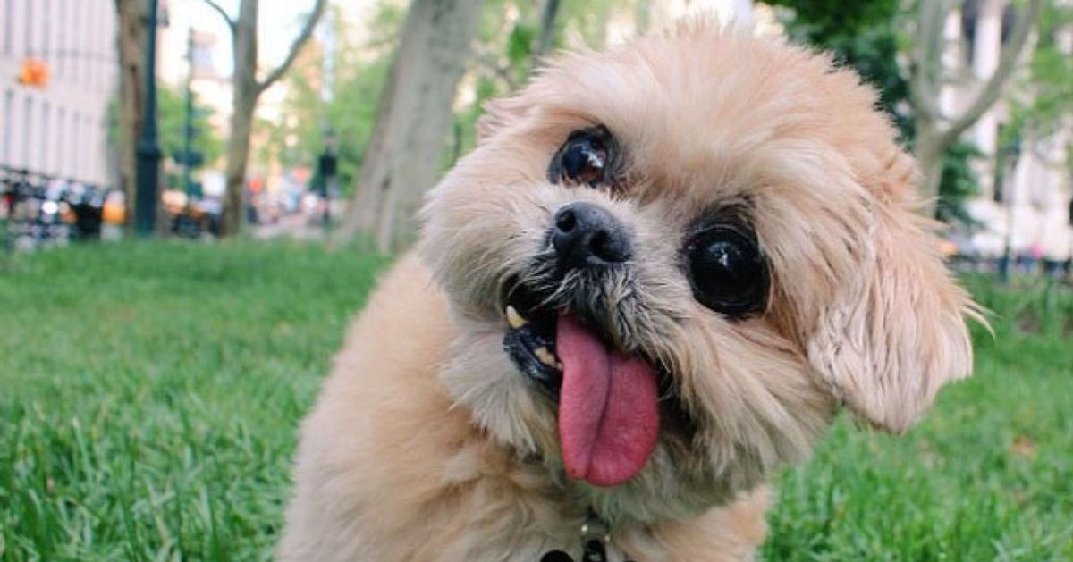 7 Reasons Why Dogs Are Amazing