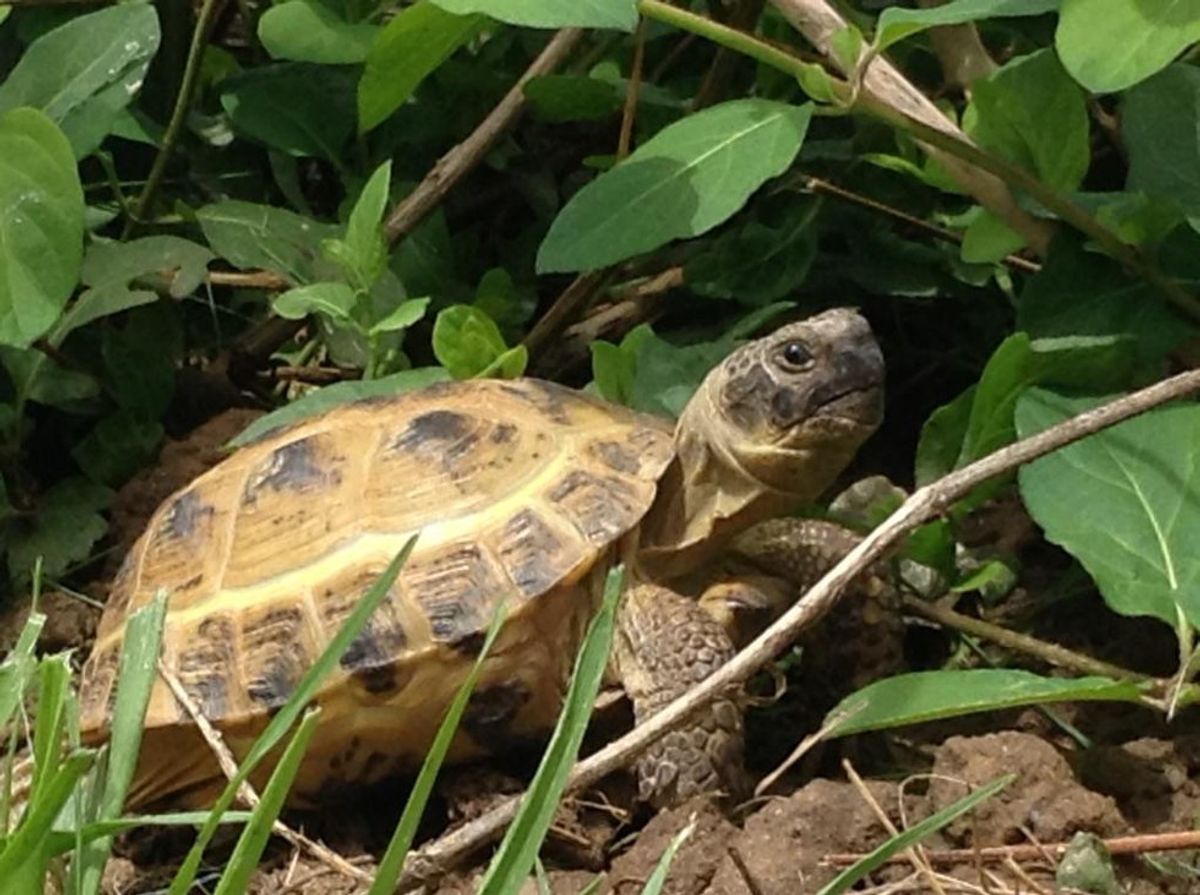 10 Reasons Why Tortoises are Awesome Pets