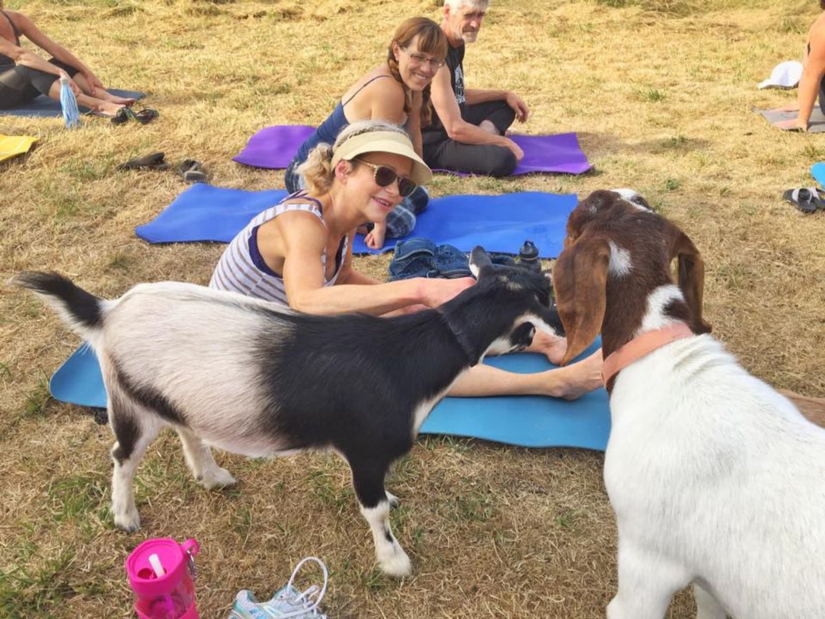 Goat Yoga: Your Dream Workout