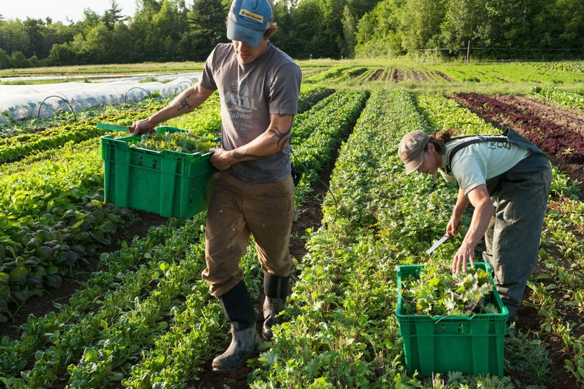 My Experience of being a Workshare on an Organic Farm