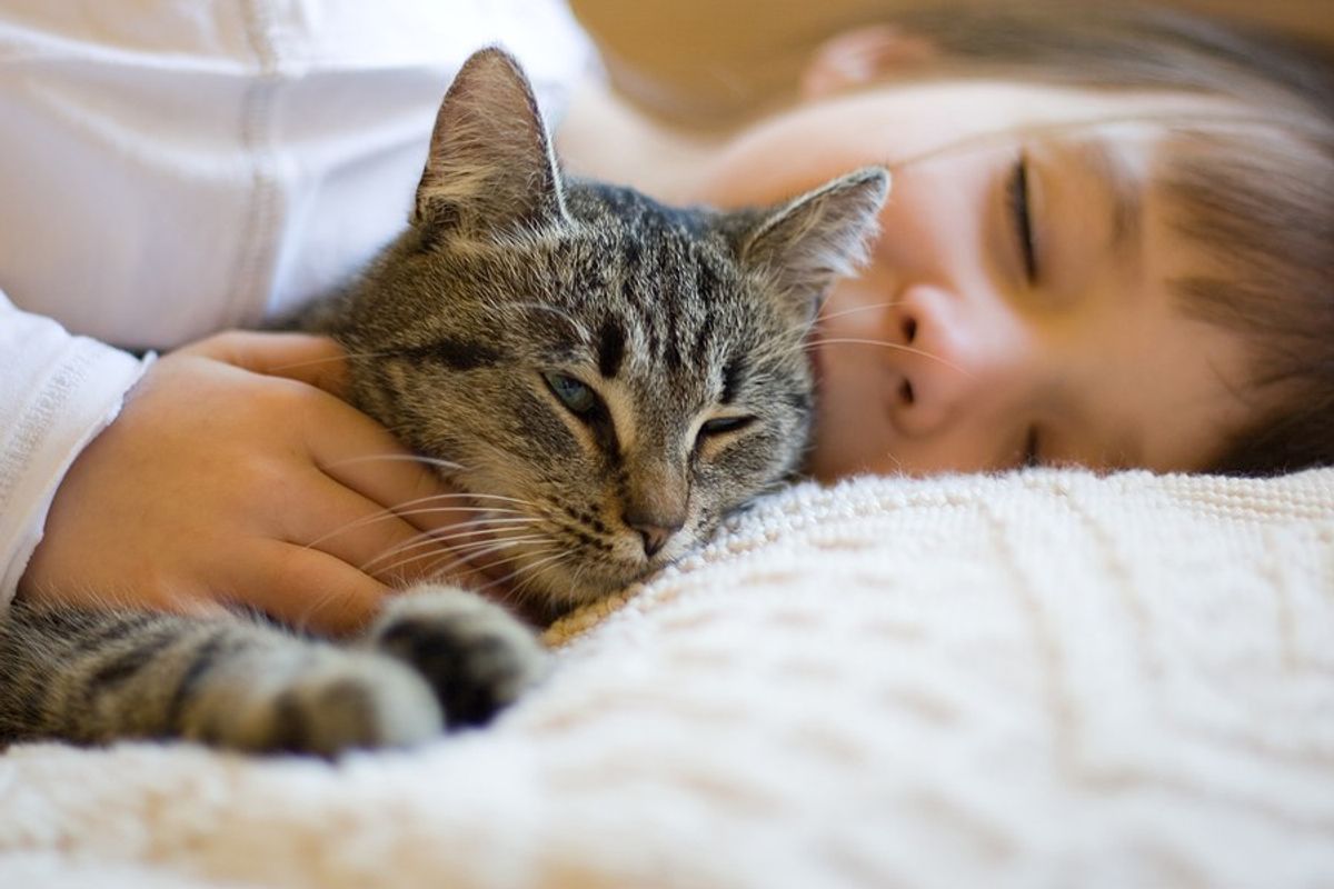 7 Reasons Why Cats Are The Best Companions