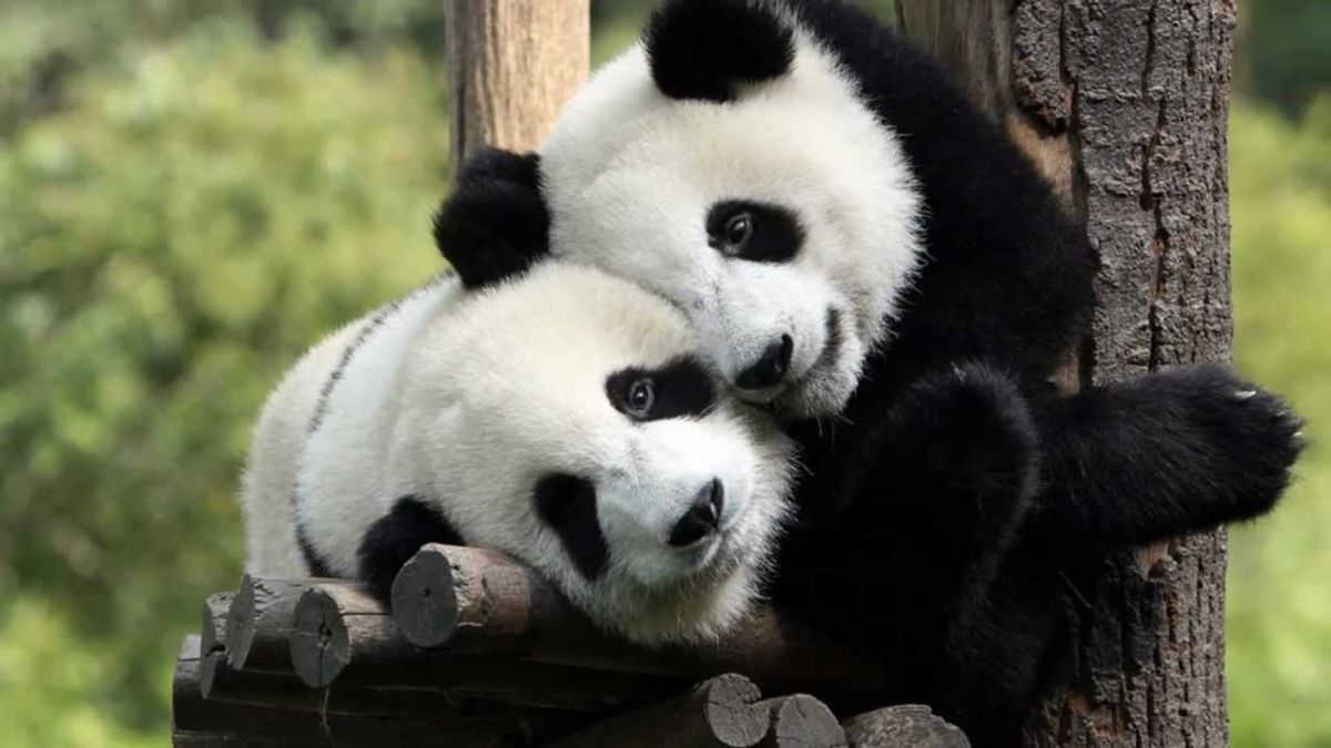 Giant Panda's No Longer Endagered is a Huge Milestone