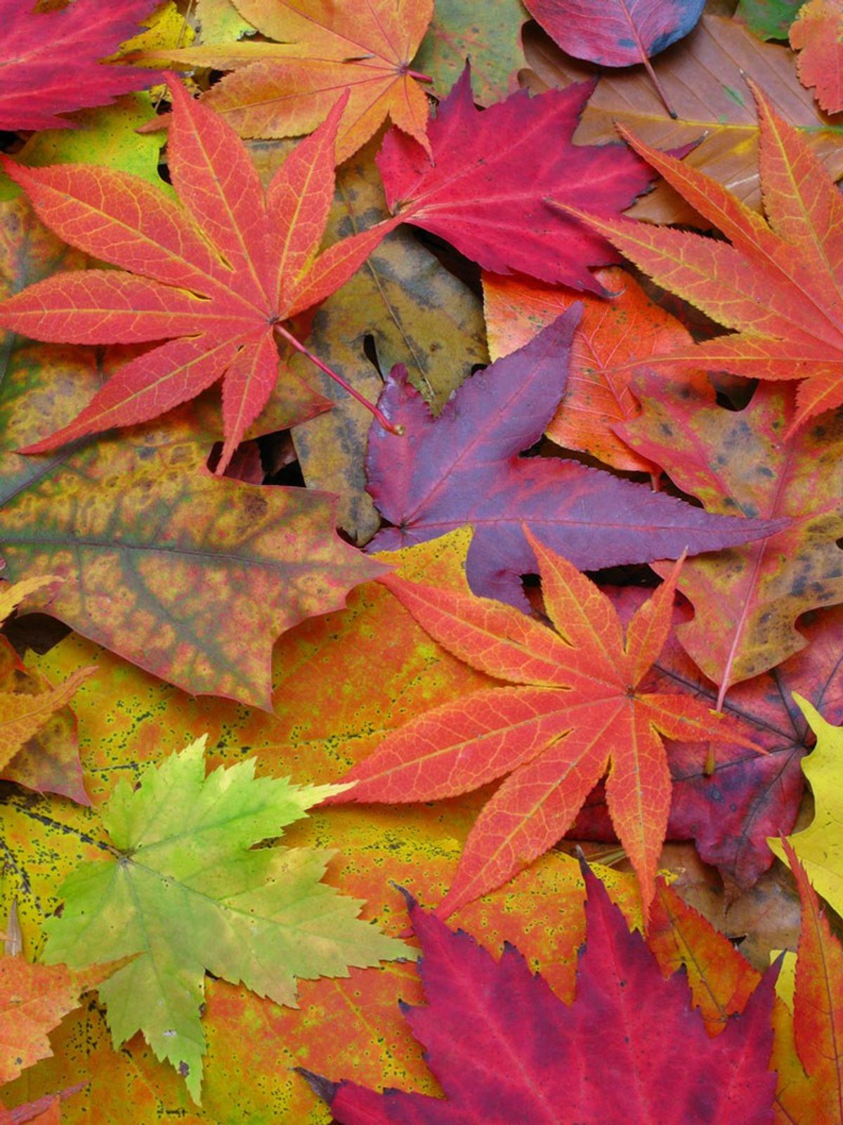 5 Reasosn Why Autumn Is The Best Season Of The Year