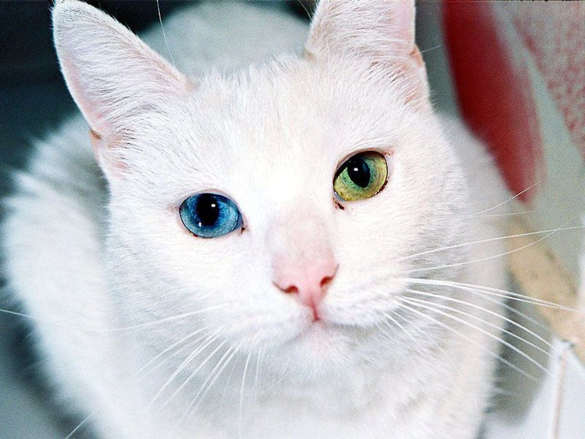 10 Cats That Are Prettier Than I'll Ever Be