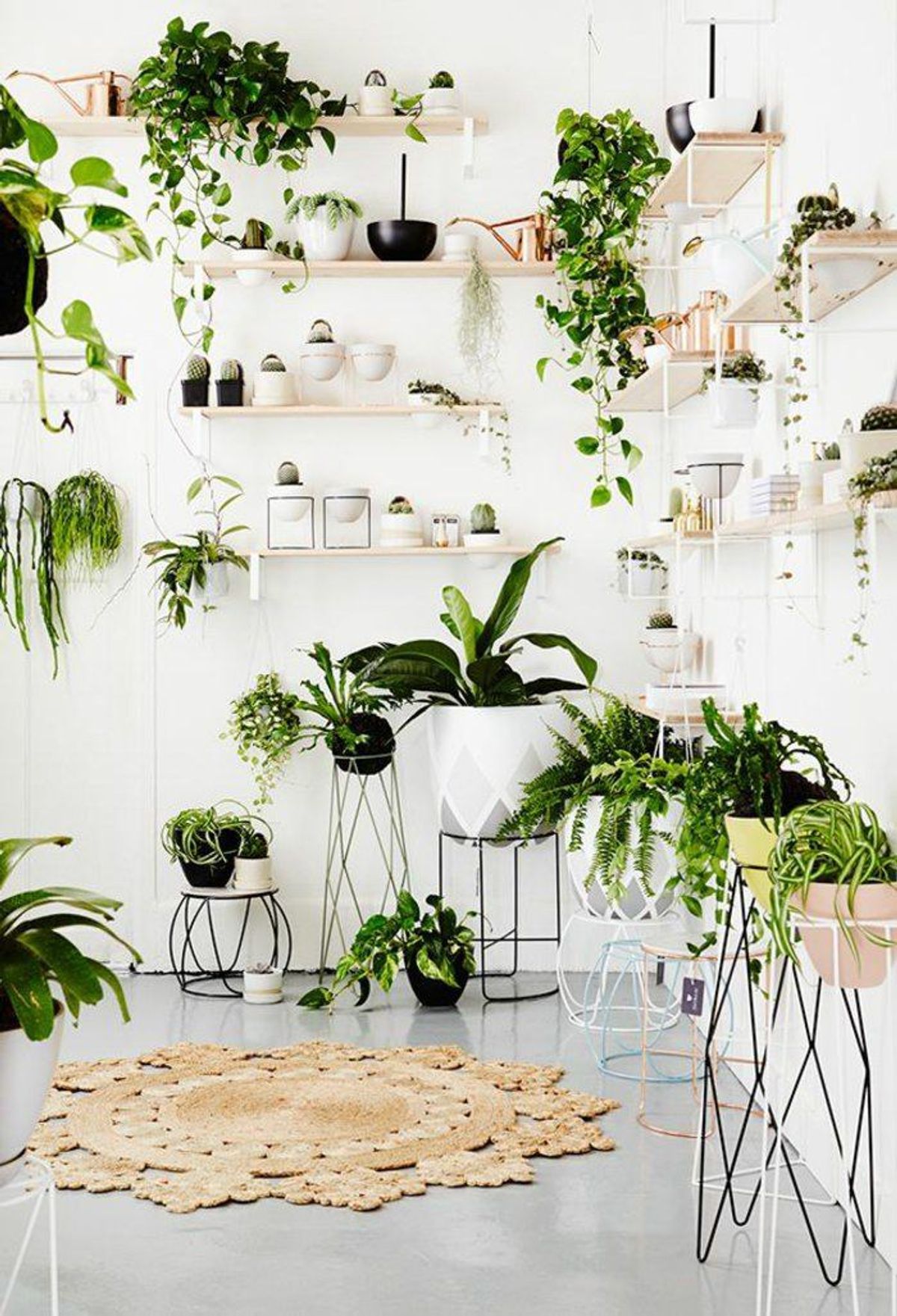 4 Ways Investing In Houseplants Can Help You