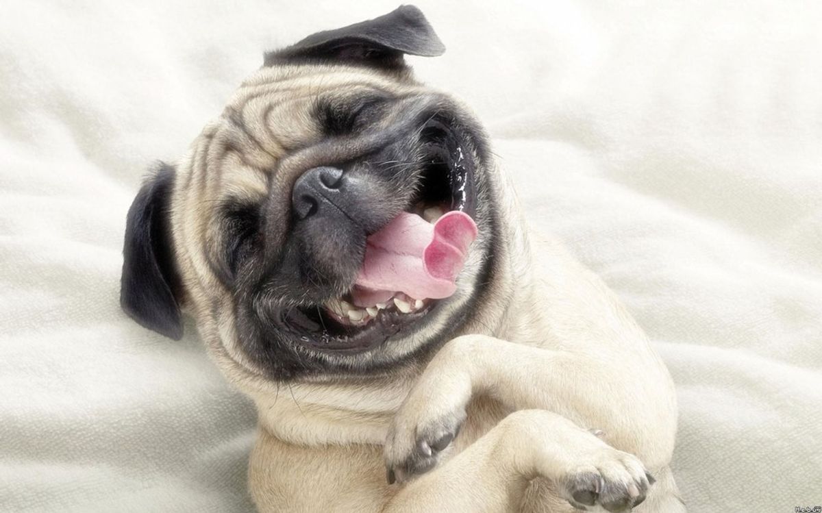 20 Hilarious Dog GIFs That Can Make Any Day Better