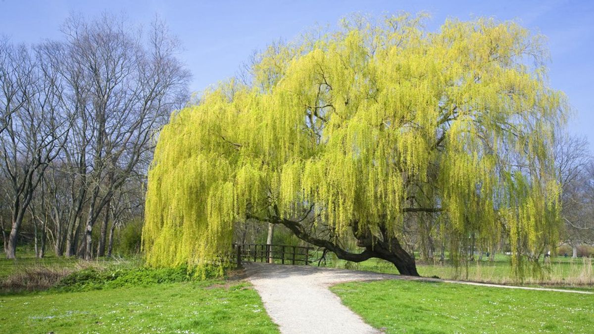 Under the Weeping Willow