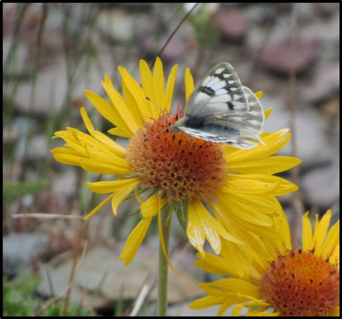 Pollinator Visitation Of Alpine Cushions And Their Beneficiary Species