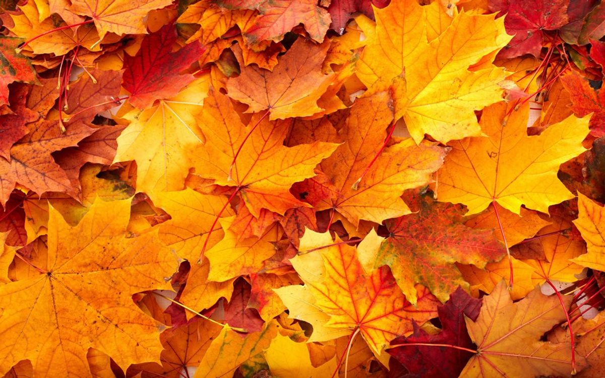 7 Reasons Why Fall Is the Best Season