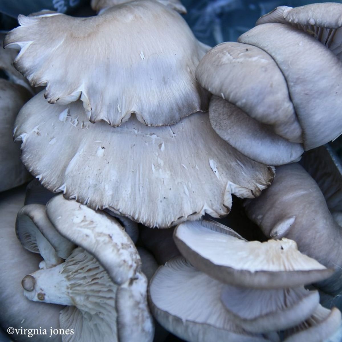 Want to Grow Mushrooms in Your Dorm?