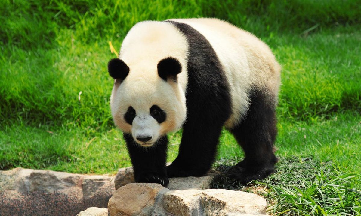 Pandas Are No Longer Endangered