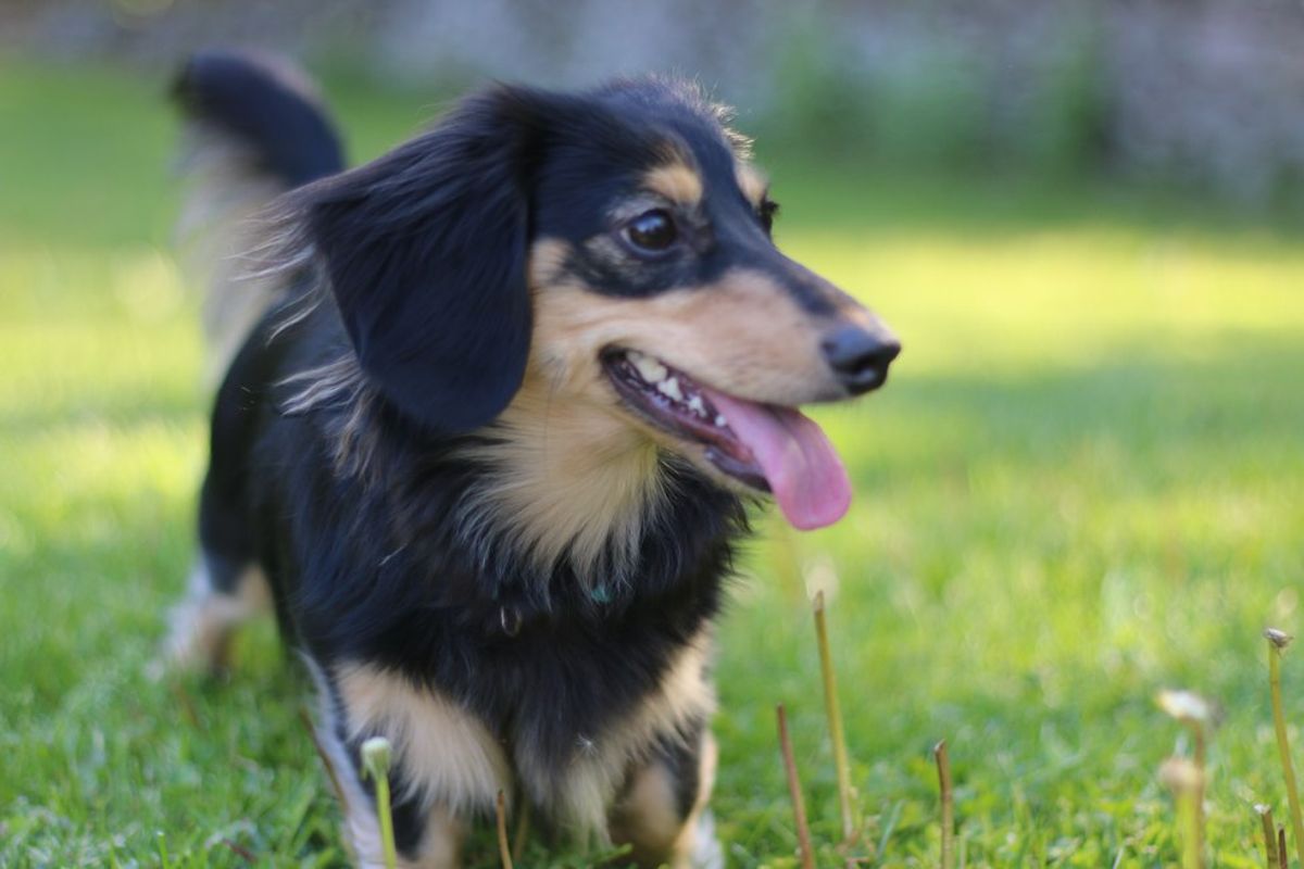 9 Reasons Why Having A Small Dog Is The Best