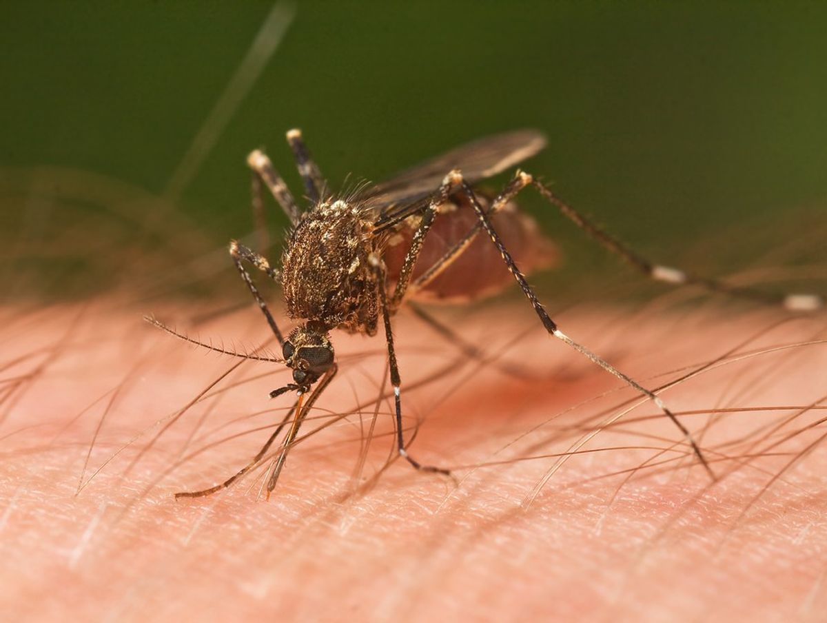 Declare War on Mosquitos