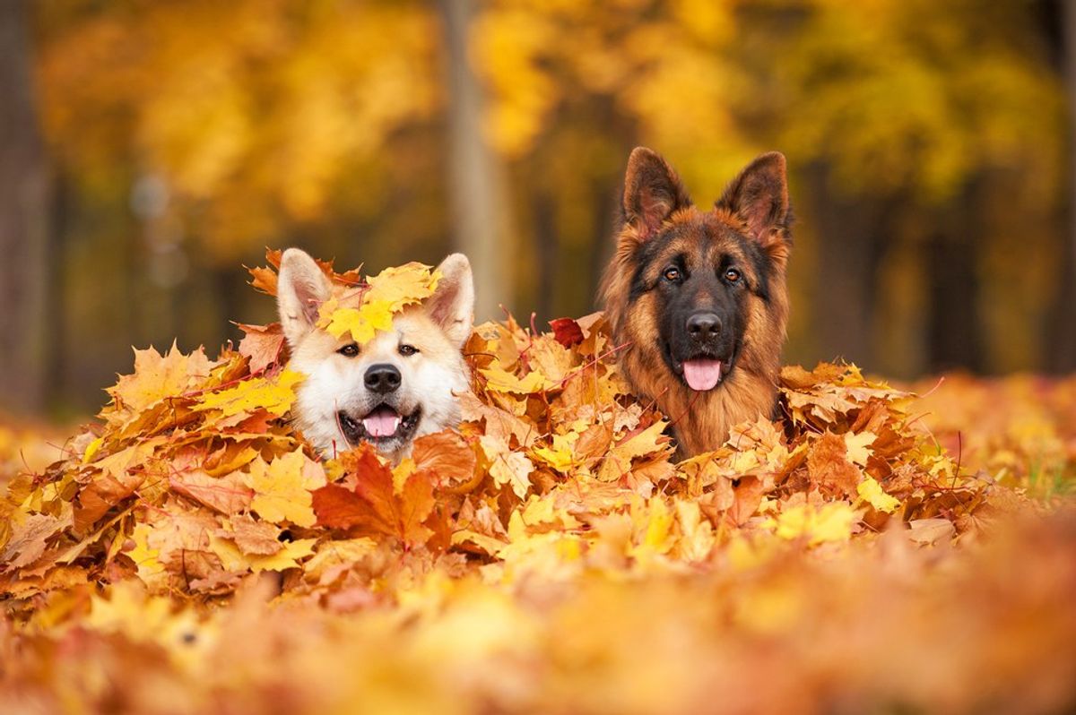 Ten Reasons To Fall in Love with Fall