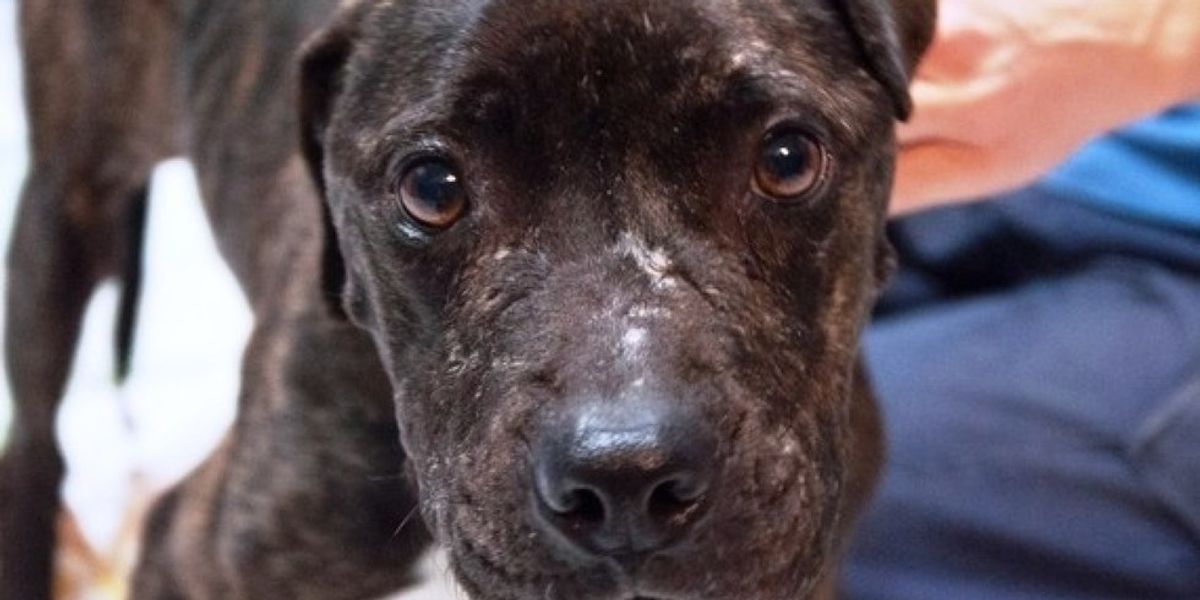 Five Reasons Why Everyone Should Own A Pit Bull