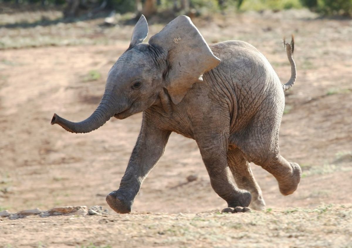 Twelve Pictures Of Baby Elephants To Cheer You Up Today