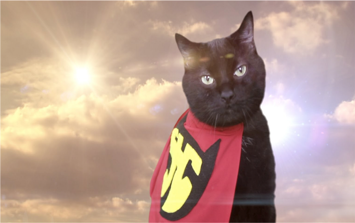 Saving The World, One Pet Adoption At A Time