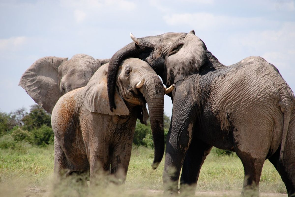 Illegal Ivory Trade Decreases the Elephant Population