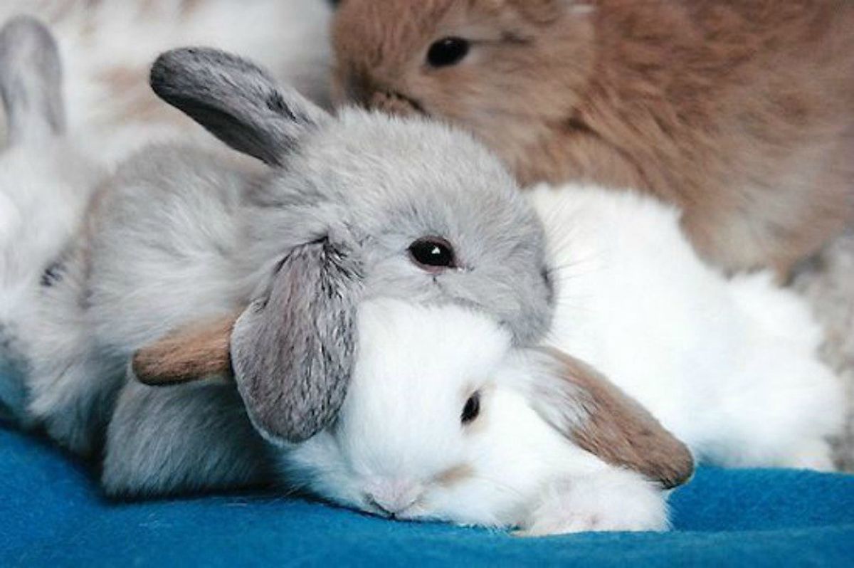 Top 8 Things You Probably Don't Know About Rabbits