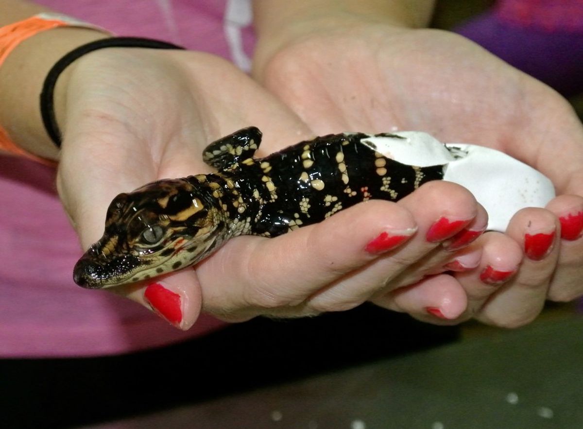 Hatching A Gator At Instagator Ranch And Hatchery: It's A Gator!