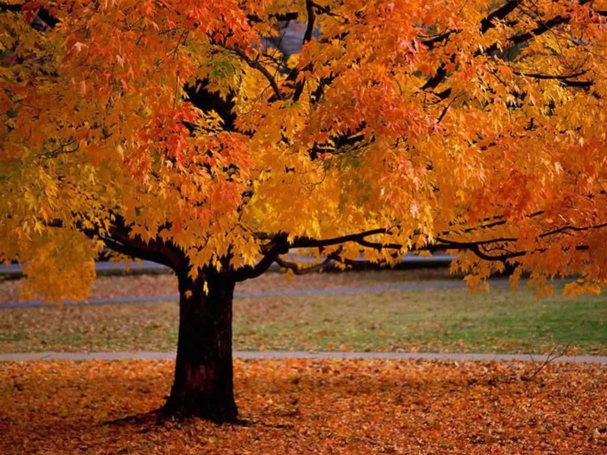 7 Things To Be Careful Of During The Fall Season