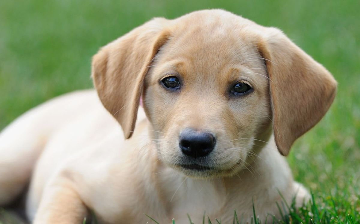 10 of the Best Dog Breeds