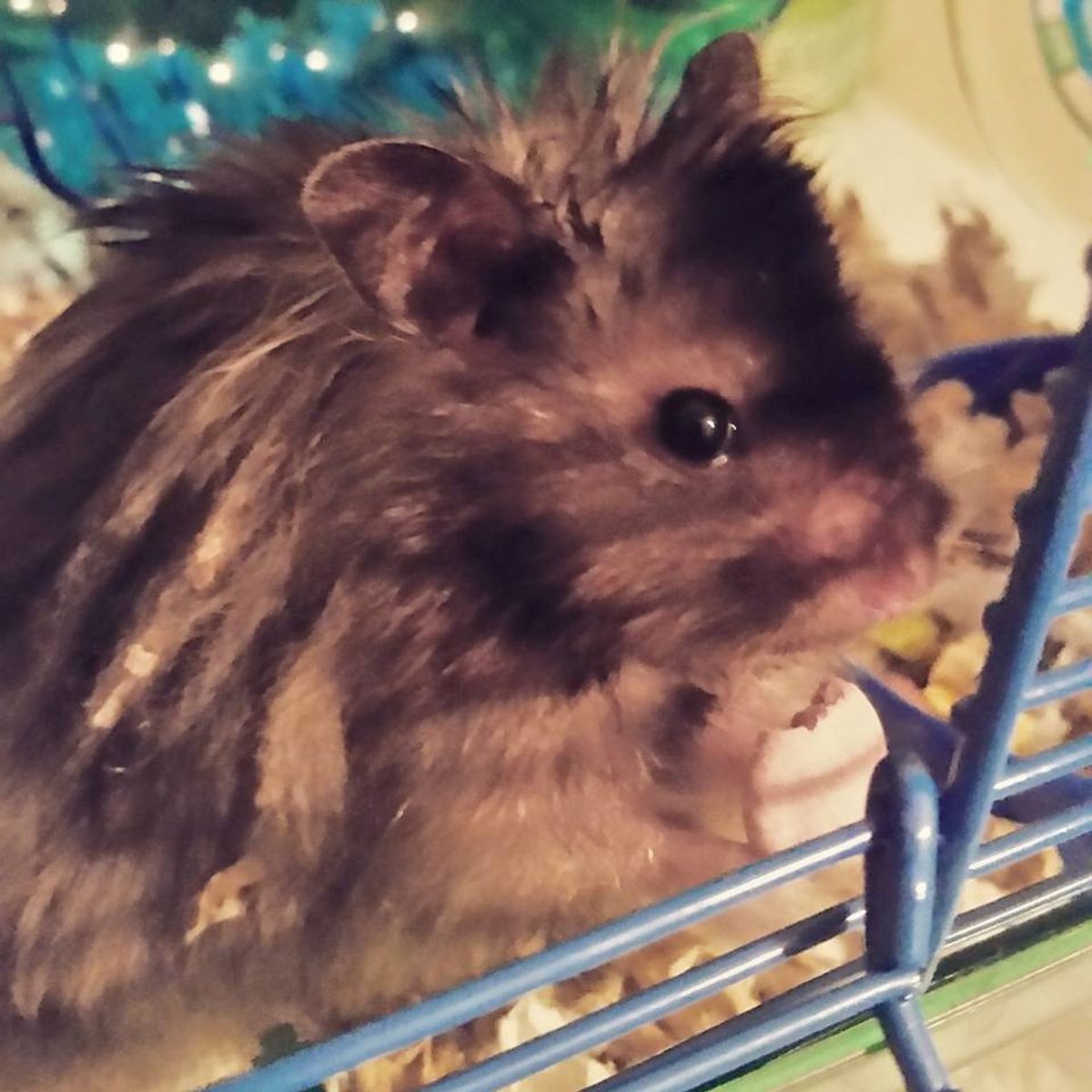 10 Reasons Why A Hamster Is A Great Pet