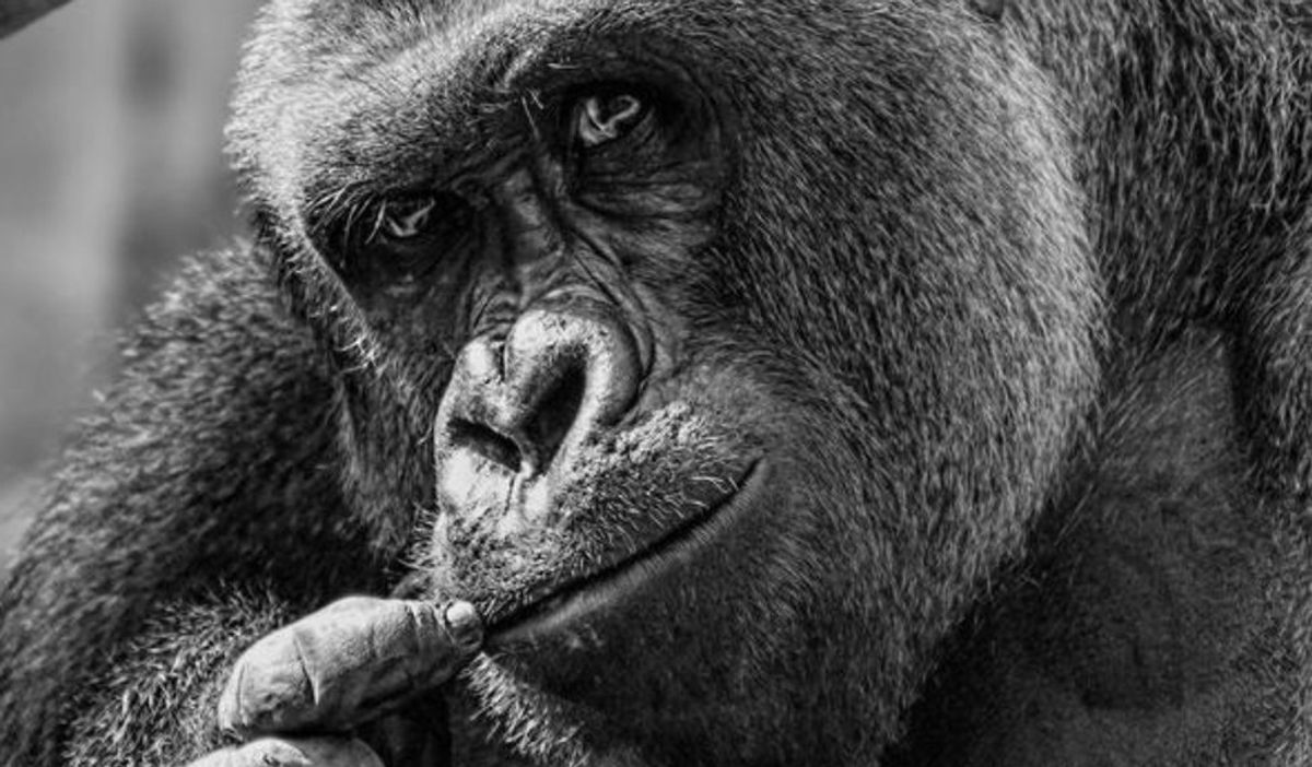 Six Little Known Facts About Harambe