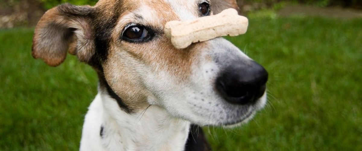 10 Dog Pictures That Are Guaranteed To Make You Happy
