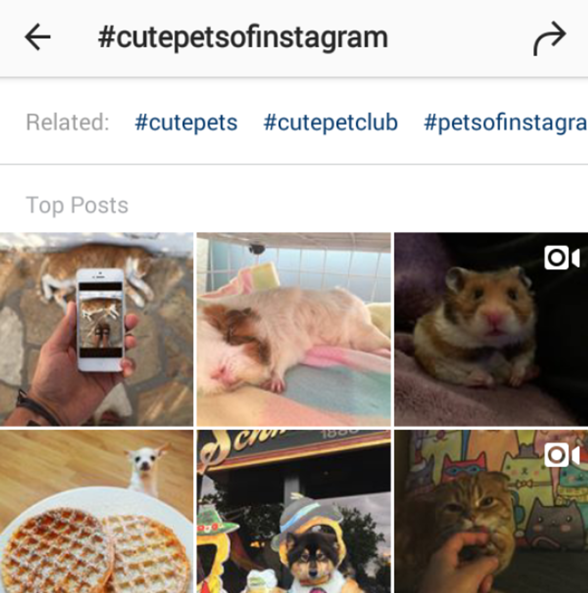 6 Reasons You Should Create An Instagram Account For Your Pet(s)