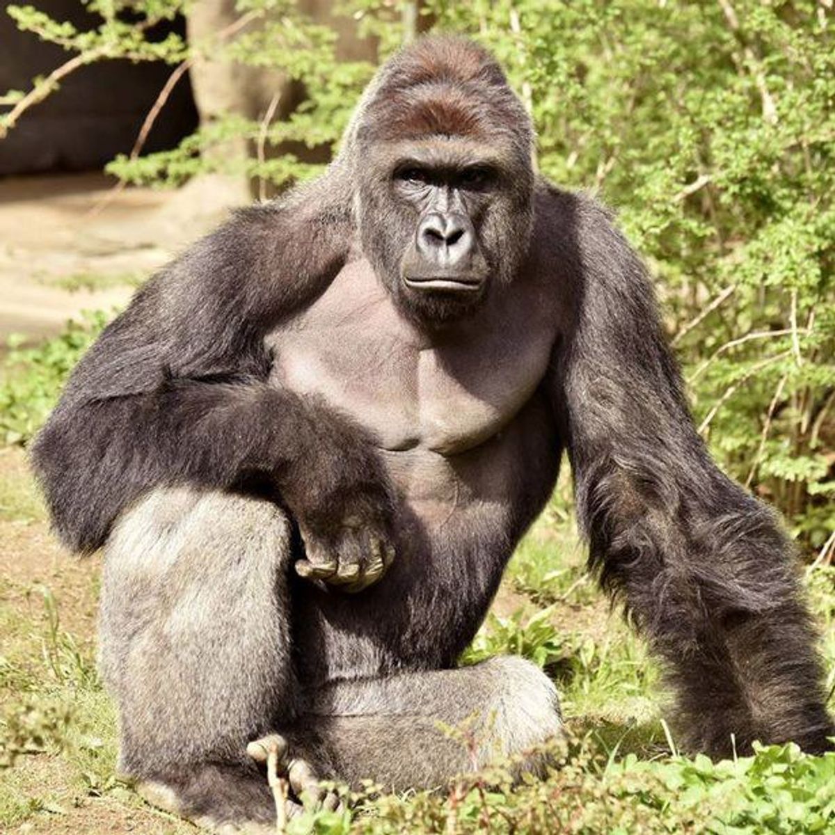 Why We Need To Stop Talking About Harambe
