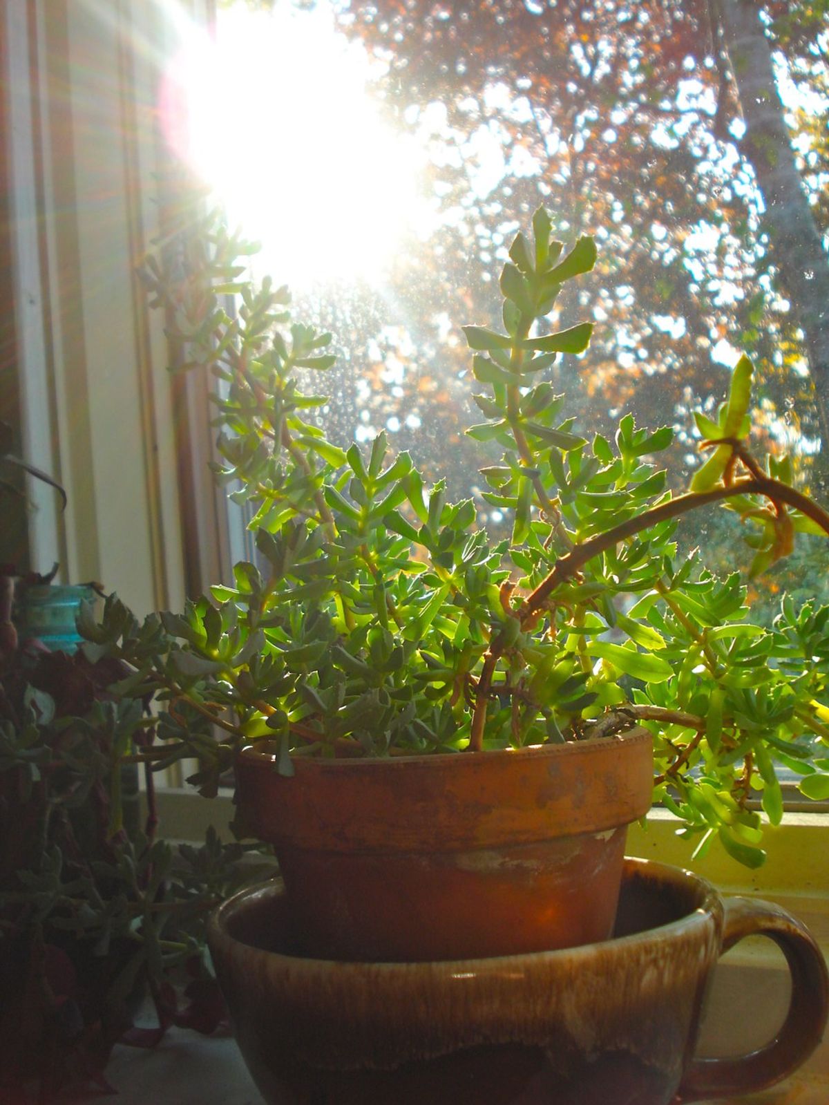 Why Plants are Great for Dorm Rooms: Photo-happiness