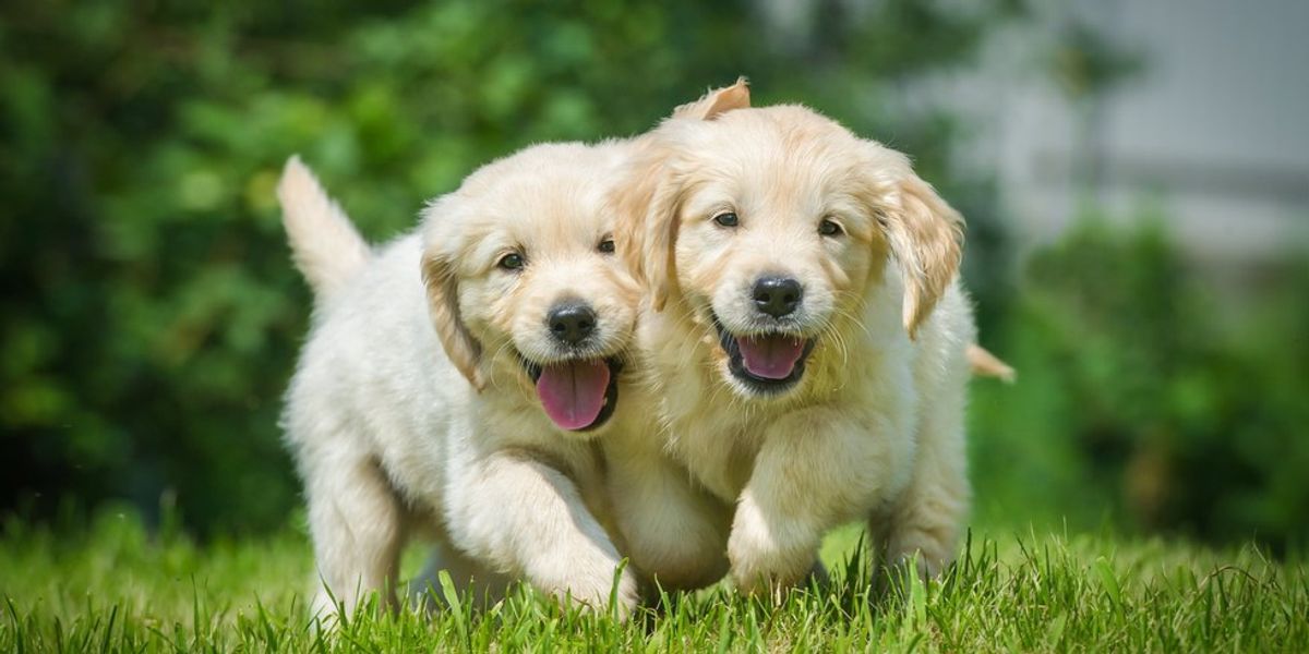 25 Happy Animals to Make You Happy