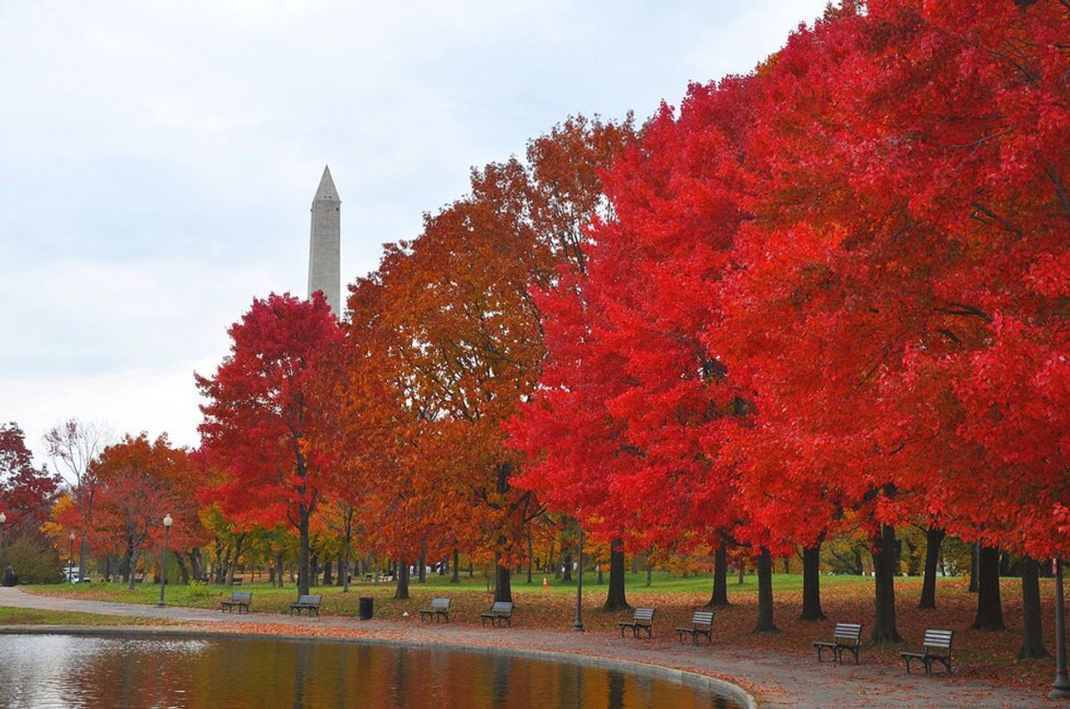 20 Fall Activites to do in the DMV Area