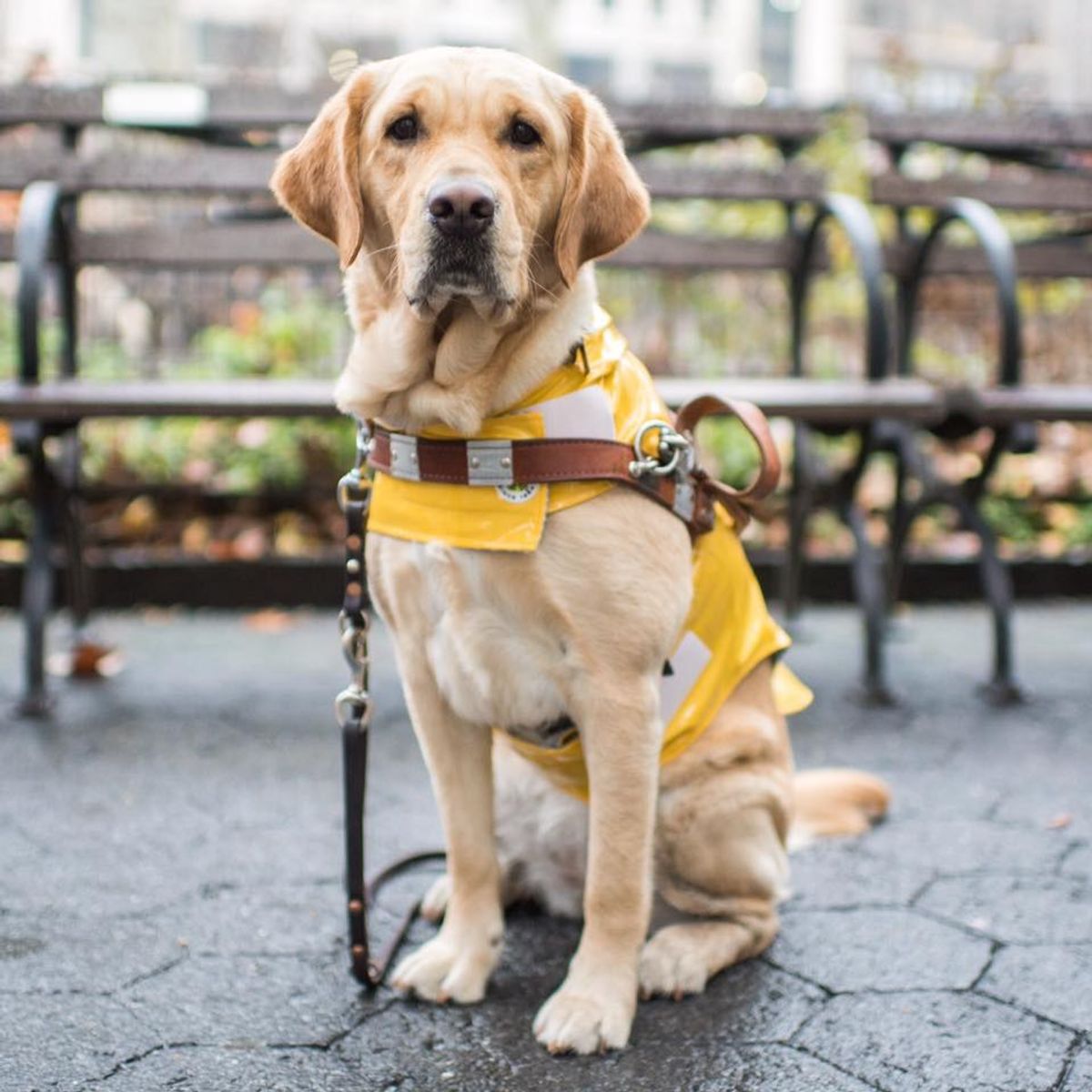 Guide Dogs: A Guide