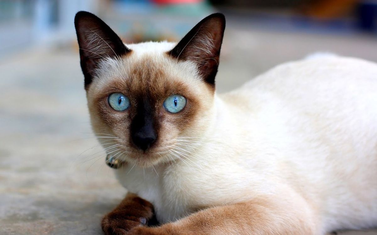 10 Simple Reasons To Love Cats