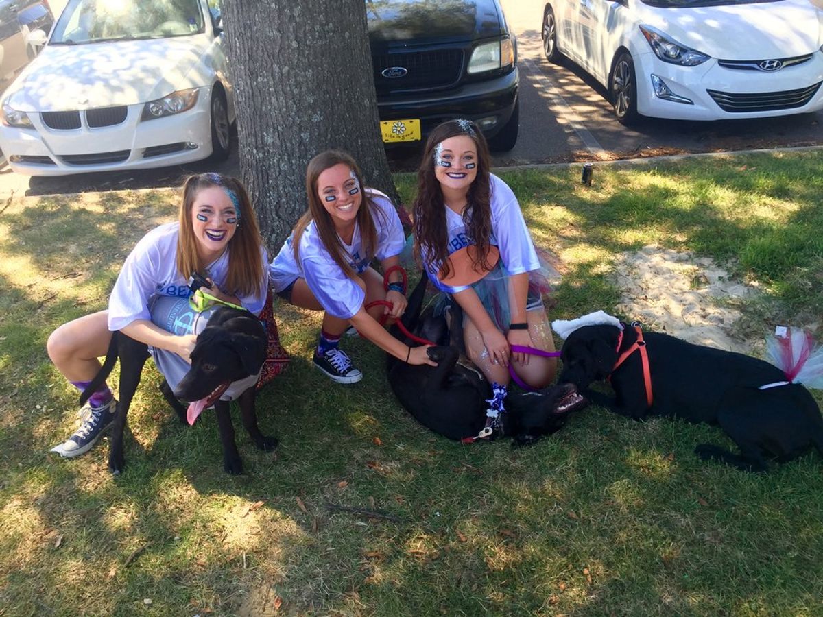 Why You Should Own A Dog In College