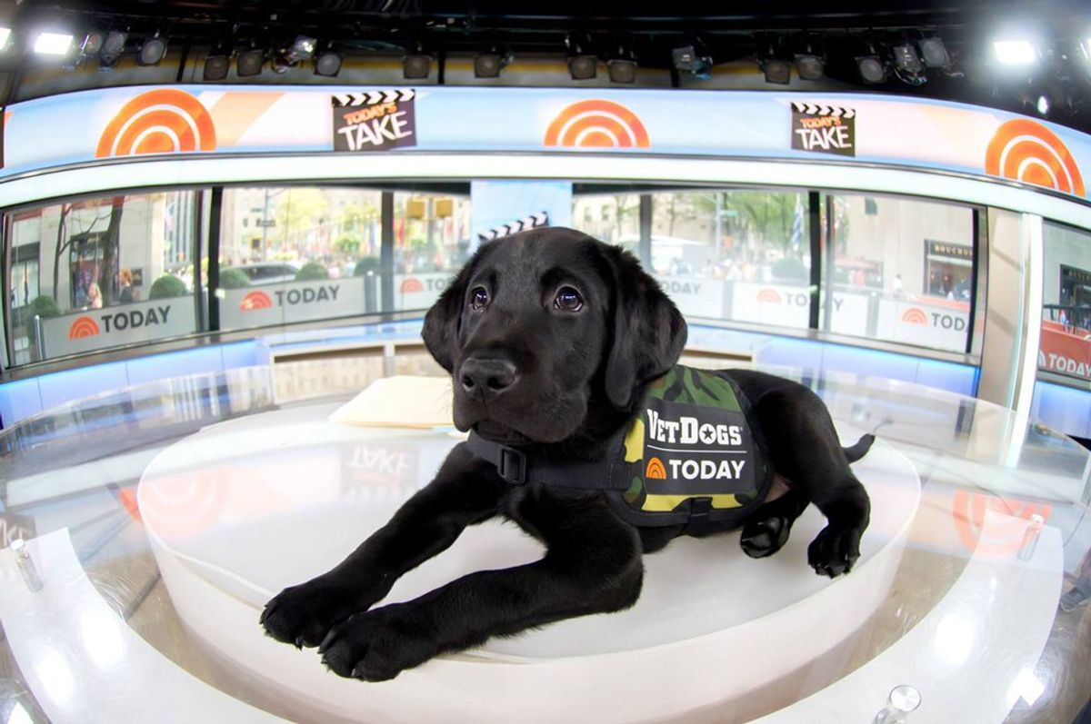 The TODAY Show's New "Puppy With A Purpose"