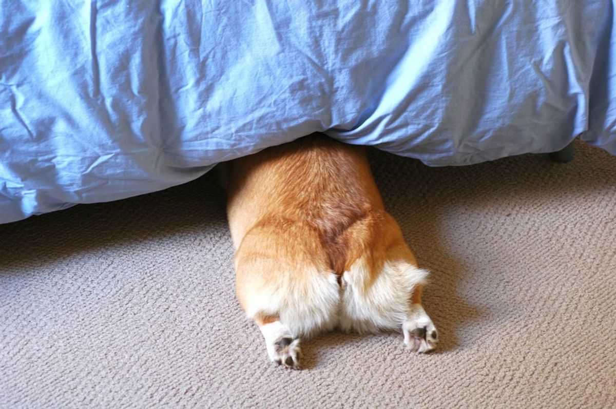 11 Puppy Butts Guaranteed To Put A Smile On Your Face