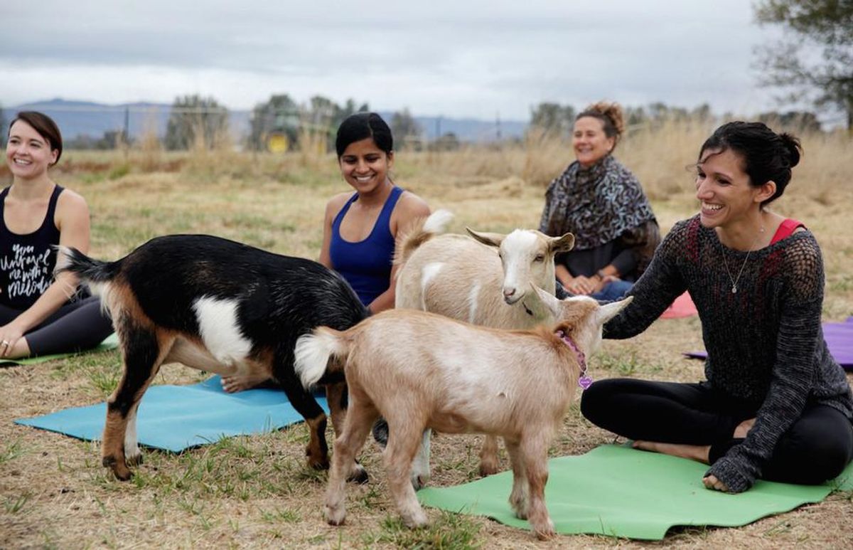 Goats Are A Part Of Yoga Now