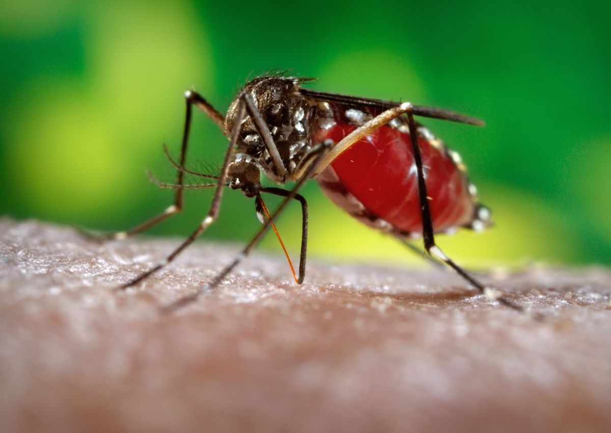 7 Things You Don't Know About Zika Virus