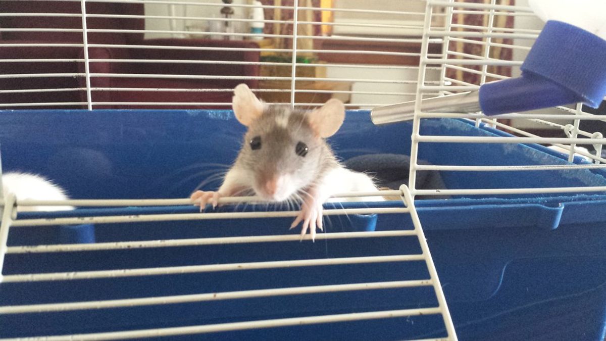 7 Struggles Rat Owners Know All Too Well