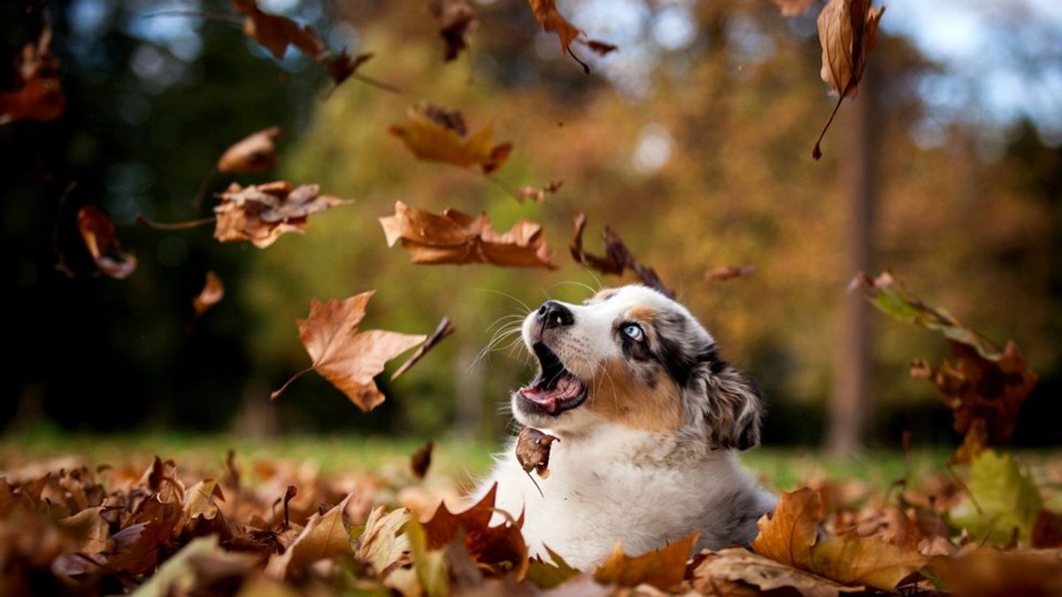 Fall-ing Into Autumn Playlist