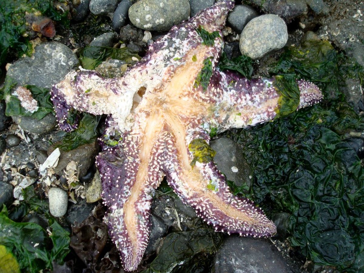 Stars To Sludge: A Look At Sea Star Wasting Disease On The West Coast