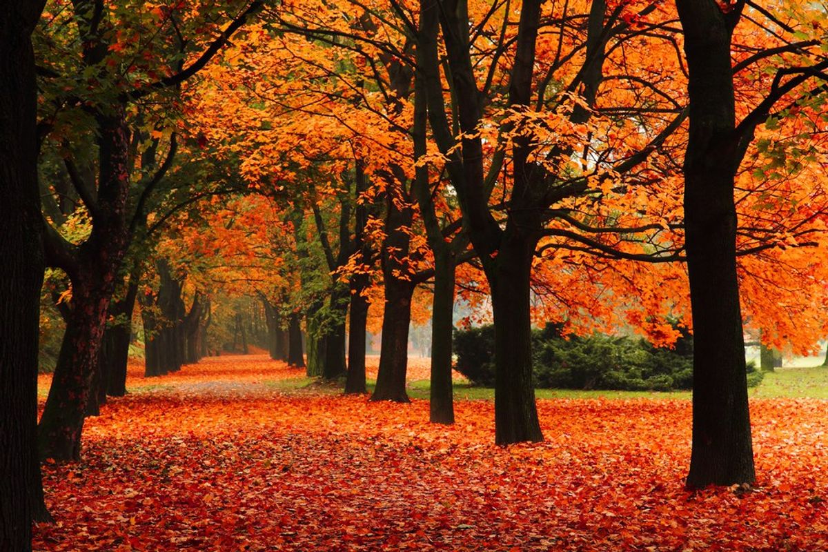 Five Reasons Why Fall is the Best Season Ever