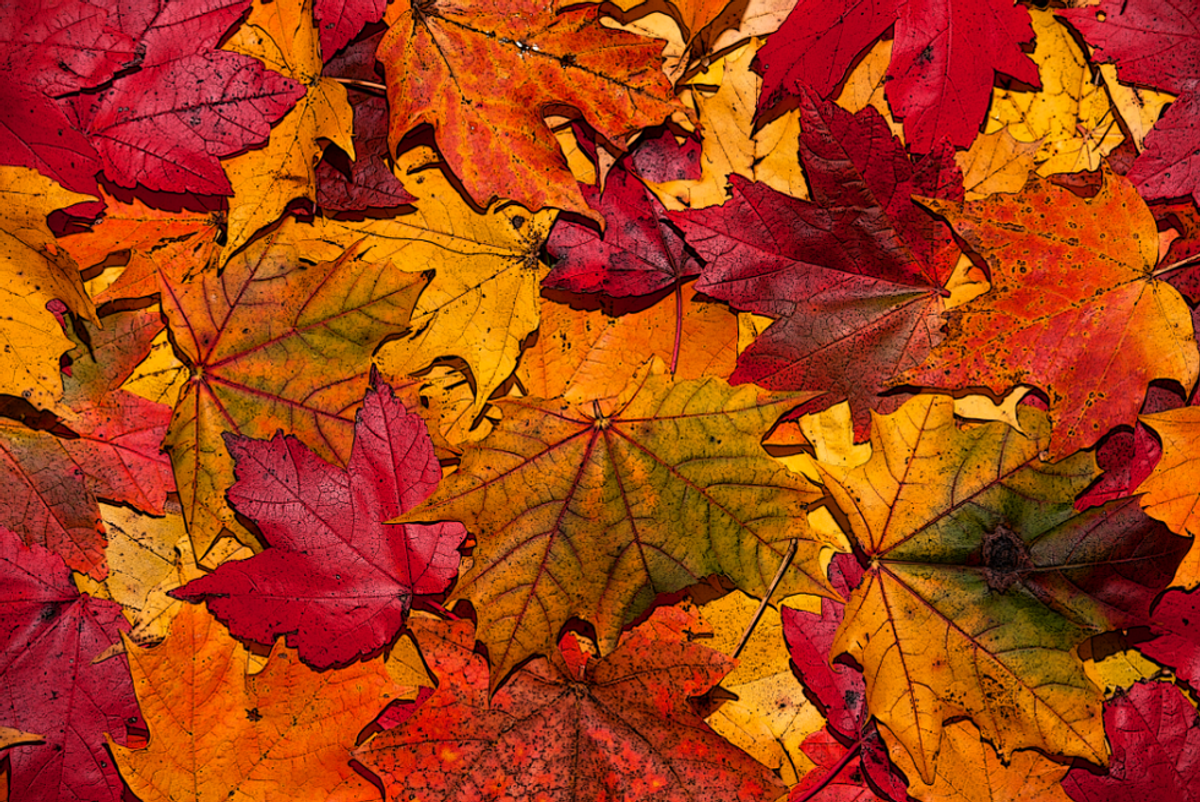 5 Reasons To Be Excited For Fall