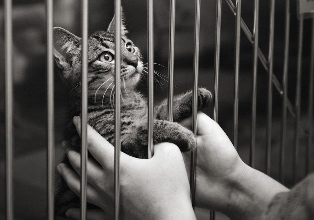 10 Emotional Stages Of Adopting A Cat