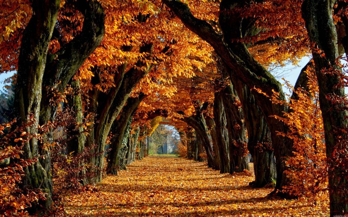 8 Reasons Why Autumn Is The Best Season Of The Year