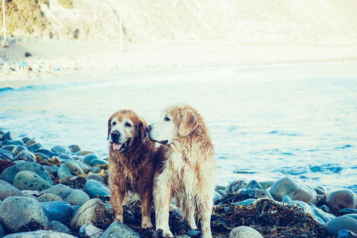 Twelve Reasons Why Everyone Should Have A Dog