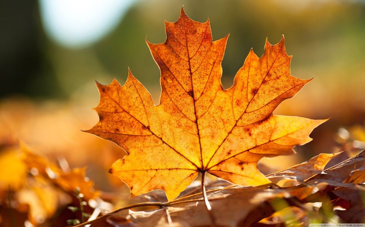 13 Things I Love About Autumn